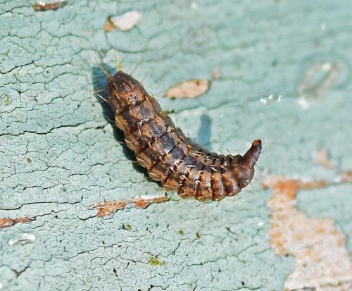 Pachygastrinae